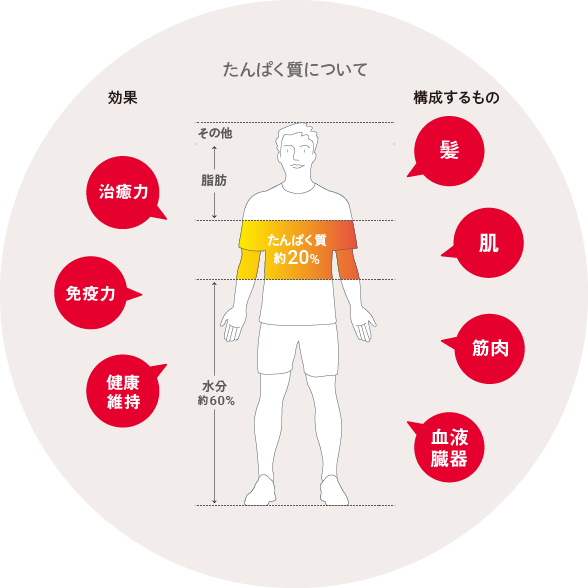 たんぱく質が構成するものを表した図