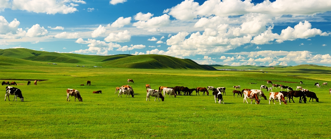 はじめに知る日本ハム