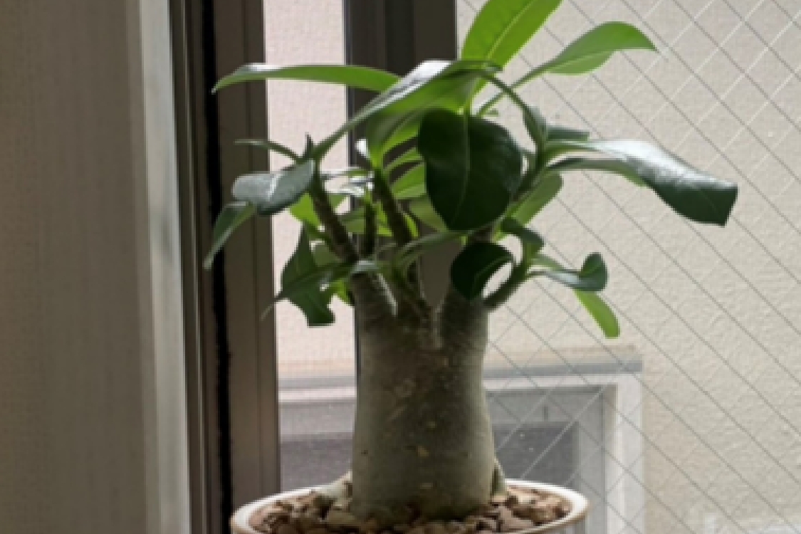 休日の過ごし方