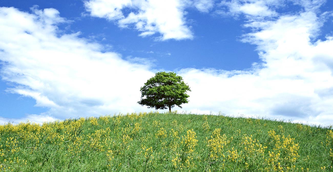 画像：草原と木と空