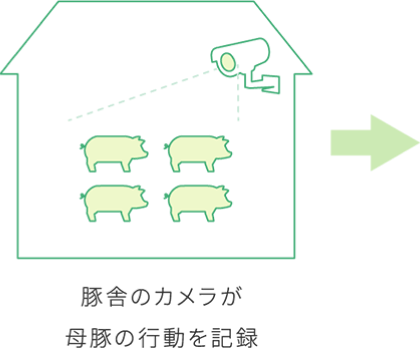 豚舎のカメラが母豚の行動を記録